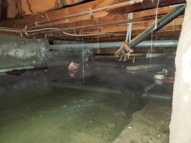Best Basement water damage restoration  in Whitesburg, KY