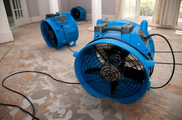 Best Local water damage restoration  in Whitesburg, KY